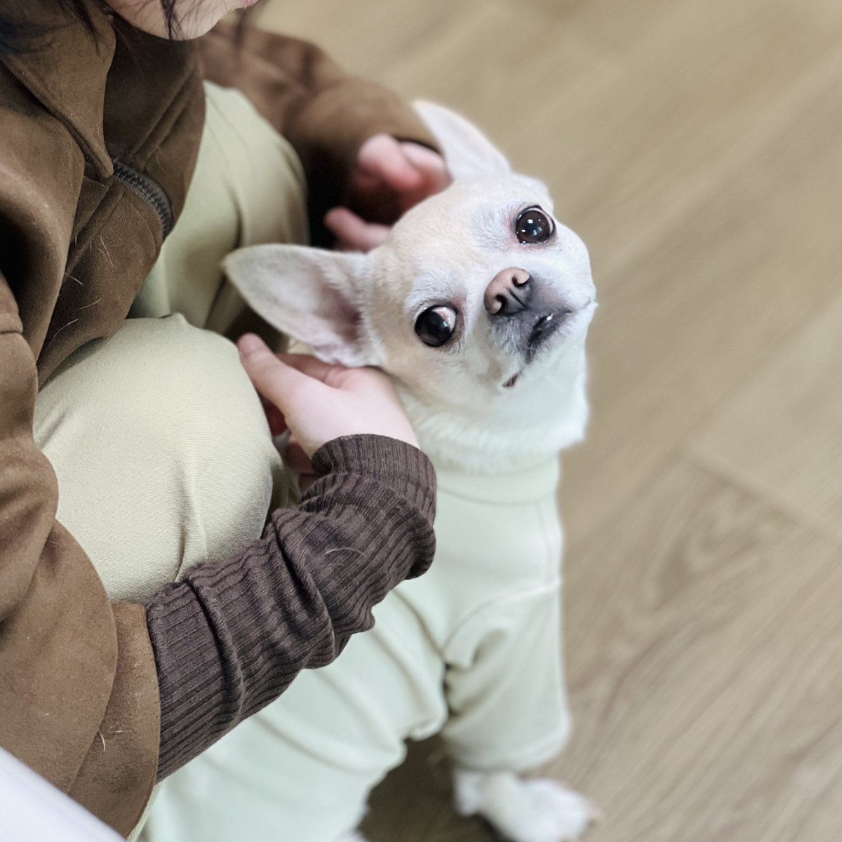 앙꽁 (Ancon) tweet media