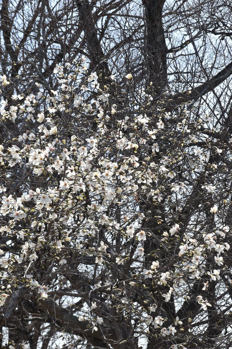 1gou（くくる） tweet media