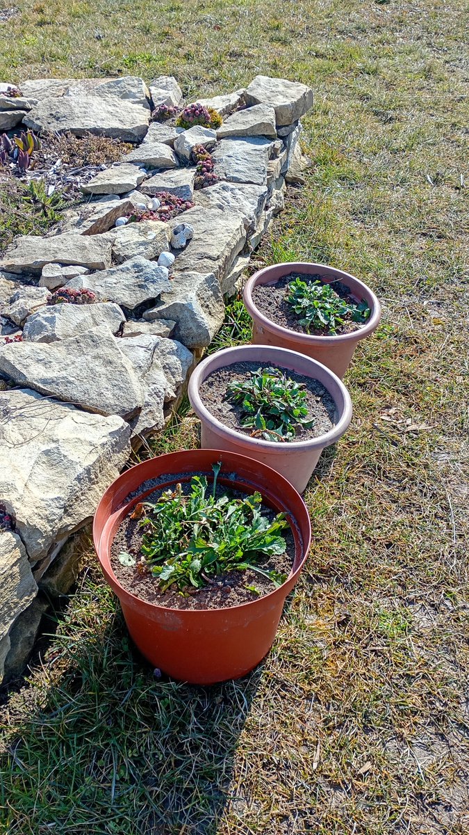 Josef Chodounský tweet media