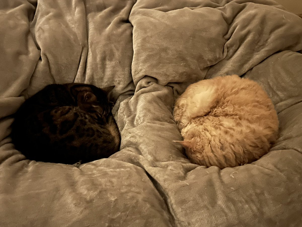 mnb_1972's tweet photo. 我が家の愛猫たち😺
女王のんのんとさぶろう、ふうとさぶろうのニャンモナイト https://t.co/Lz4Mgnx72L