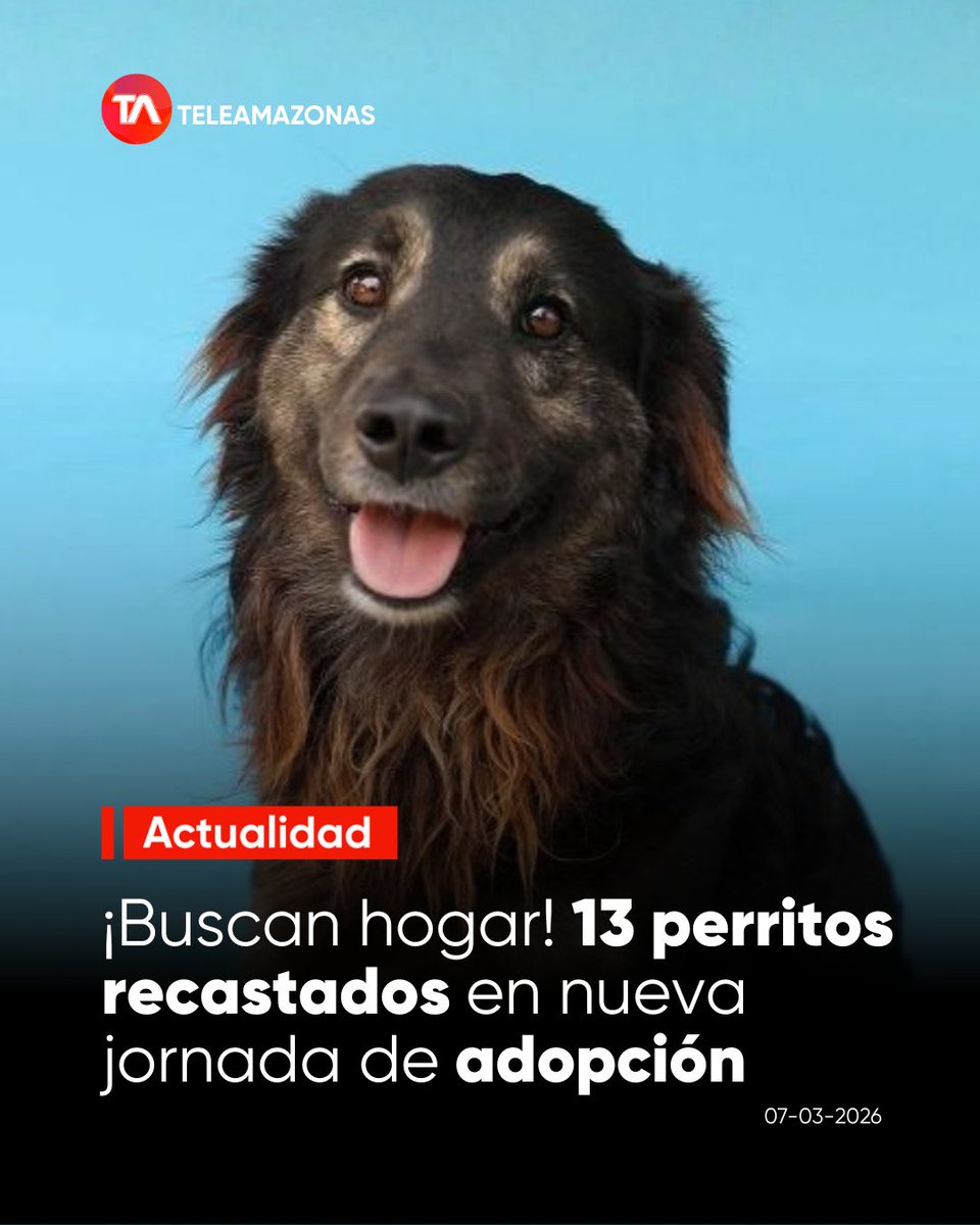 🐾 ¡Buscan hogar! 13 perritos rescatados en Quito en nueva jornada de adopción de la UBA 🐶

f.mtr.cool/pbuyqgmnsp🐾