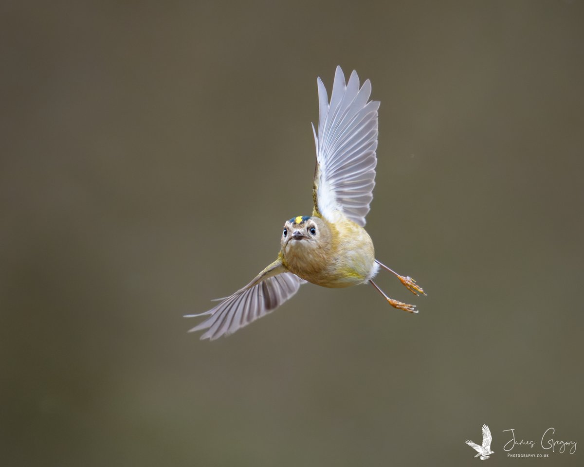 James Gregory Wildlife Photography tweet media