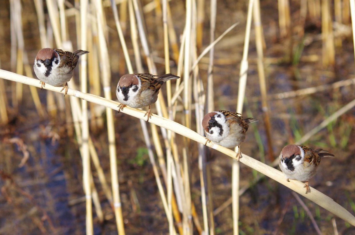 中野さとる tweet media