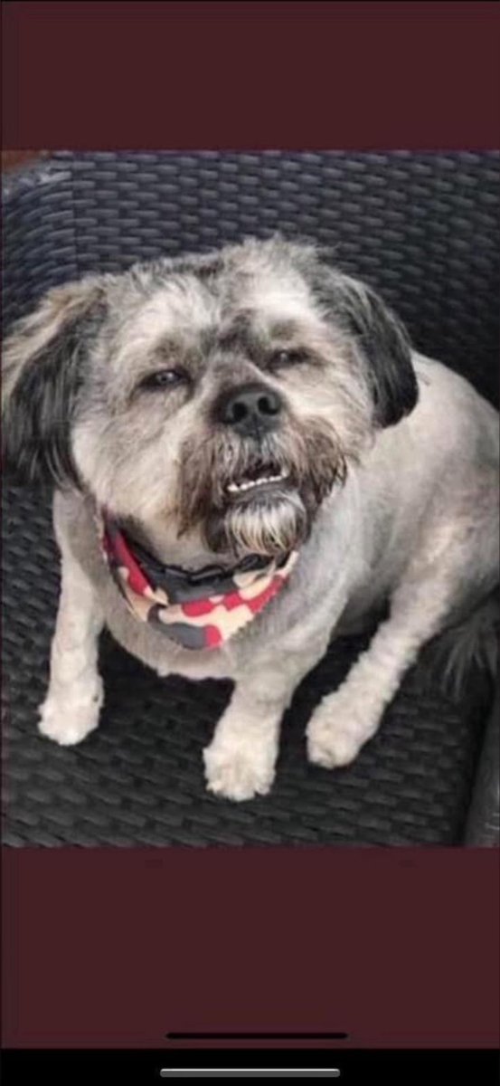 Meerkat Matt tweet media