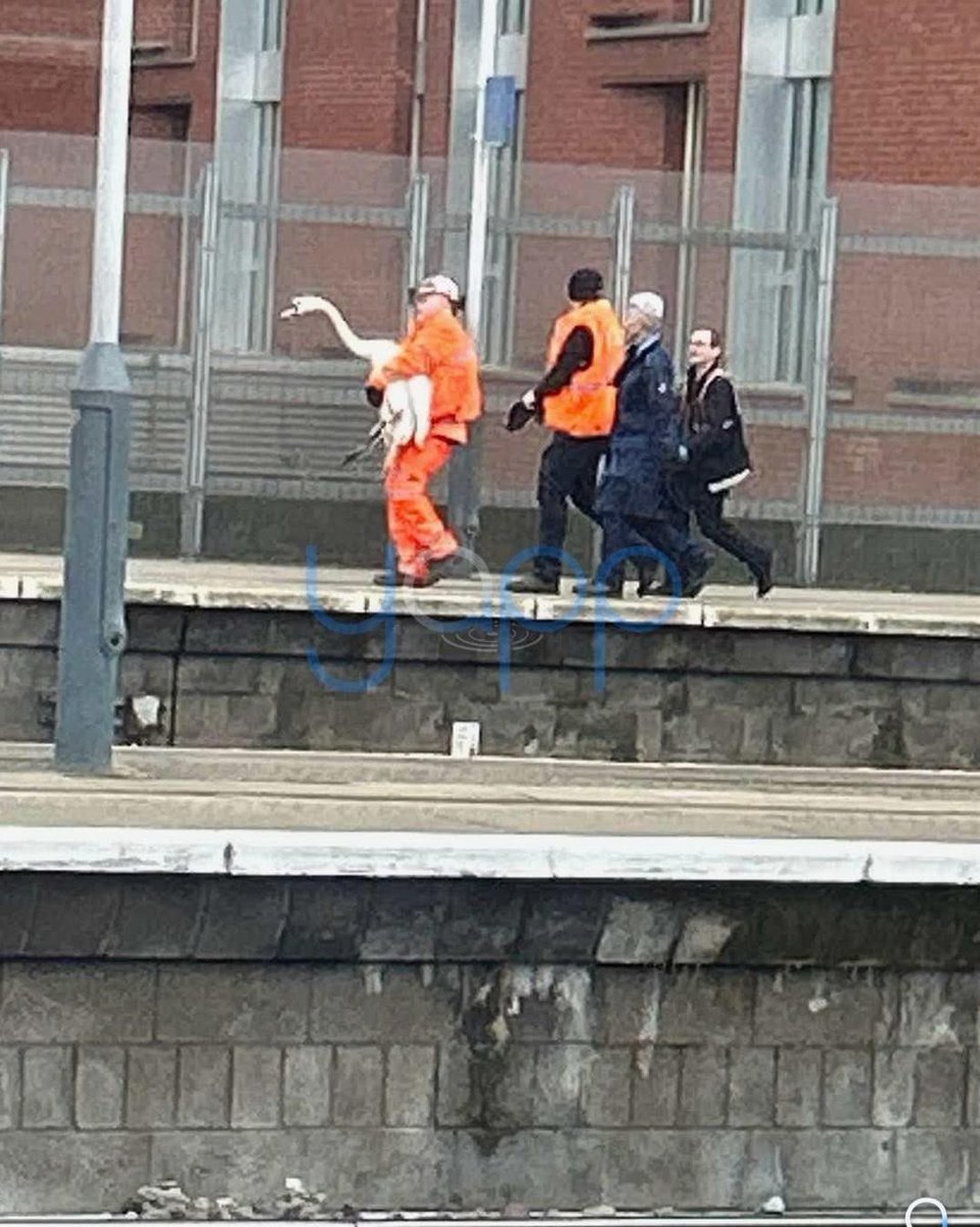 I love my city I am actually howling