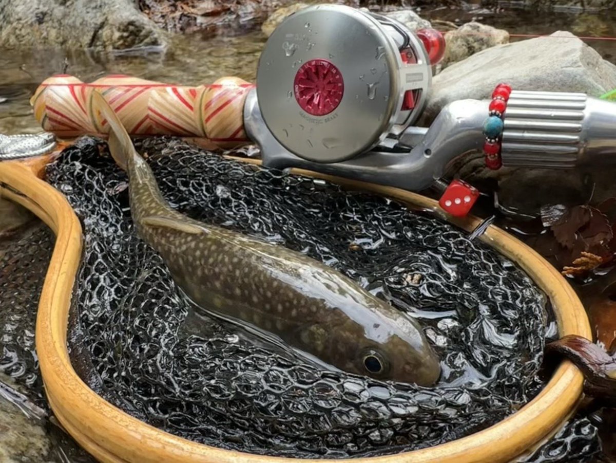 NPCOUTDOOR's tweet photo. 今期2回目の渓流釣行は解禁に先行者居て入れなかった源流域へ⛰️🎣
小ぶりだけど岩魚さん達が遊んでくれました😁
渇水の小さな沢なのでショートバイトでよくバレました汗

#渓流釣り #週末冒険野郎 https://t.co/Ft5lAdCa5q