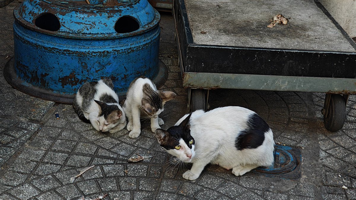 Ashish Srivastava tweet media