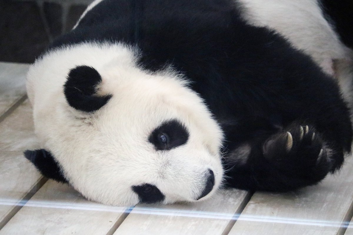 パンダライター 二木繁美｜『水曜日のお嬢様』発売中 tweet media