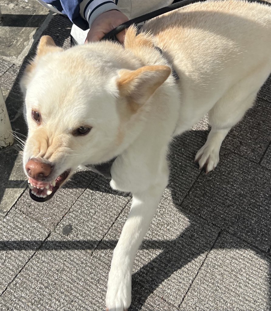 メンチ@噛み垢 tweet media