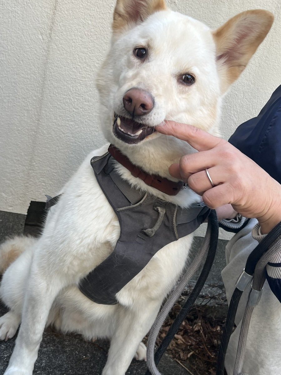 メンチ@噛み垢 tweet media