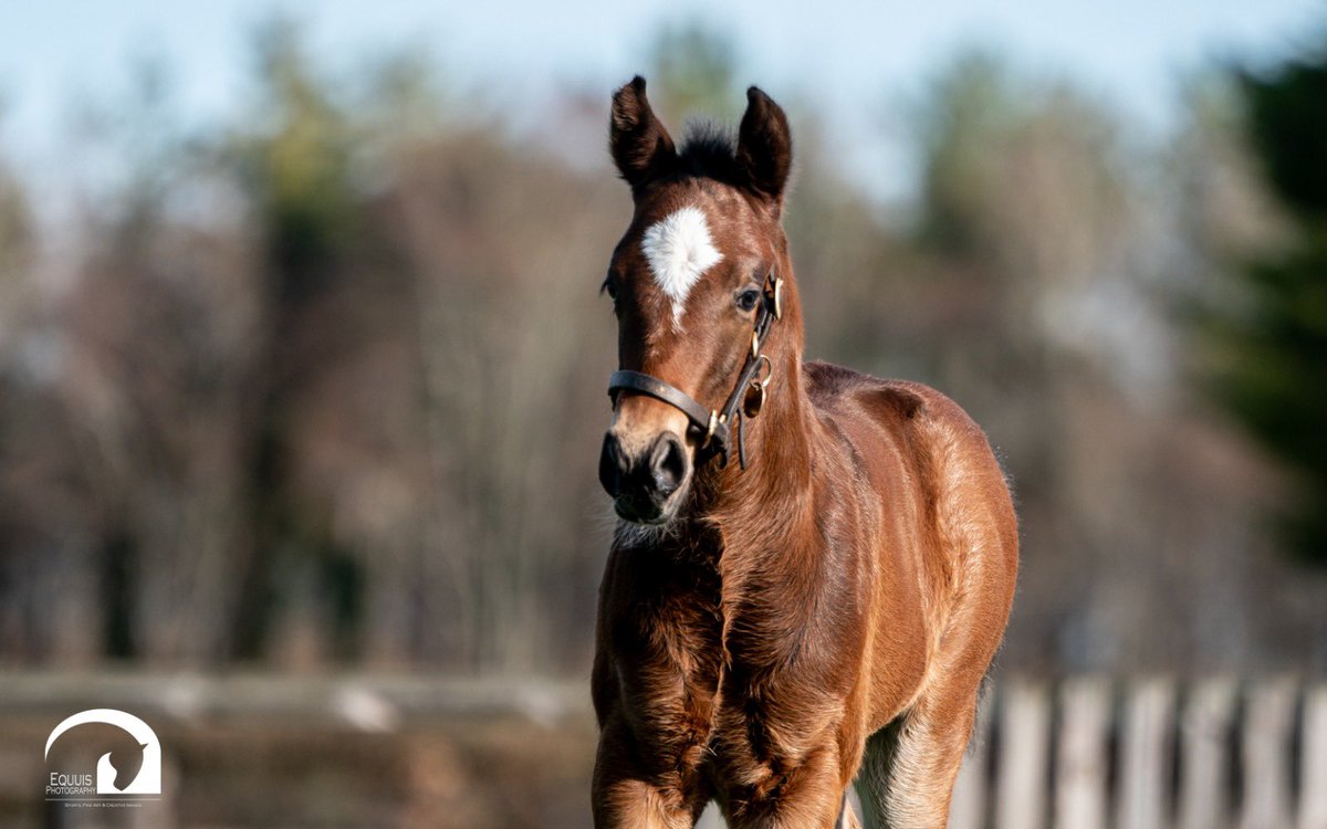 Blue Diamond Stud tweet media