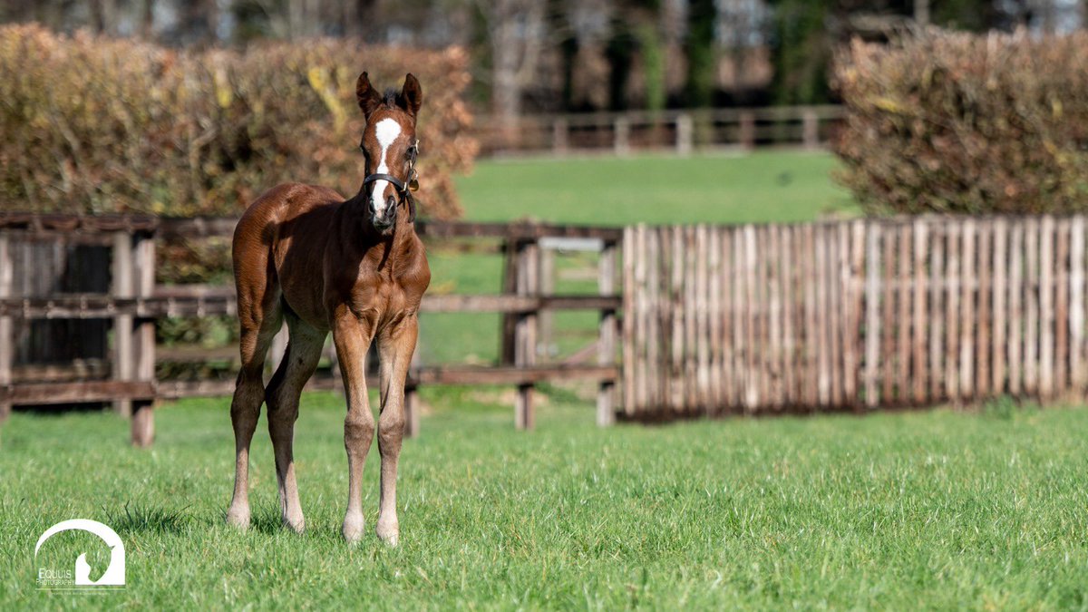 Blue Diamond Stud tweet media