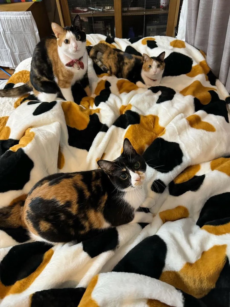 The Cats 𝕏 tweet media