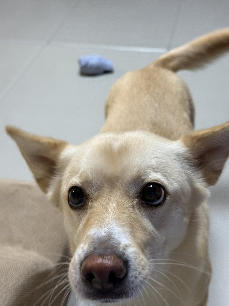 입 짧은 강아지 시즌이 돌아왔고 이상하게 계단에 밥 그릇 올려주면 그나마 먹는 웃긴 강아지 다 먹으면 세상 당당한 표정으로 간식 달라고 함