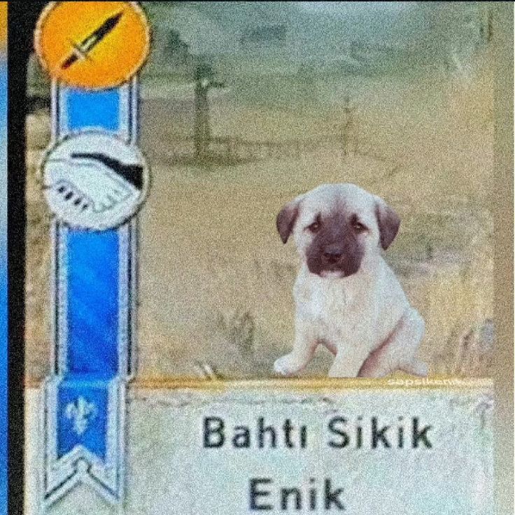 İftara kadar mukbang izlicem bb sahurdan sonra uyumadım zaten aq OF açım ve uykum var ama güneş varken uyuyamıyom