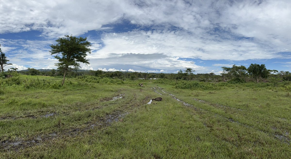 Nelson Havi SC tweet media