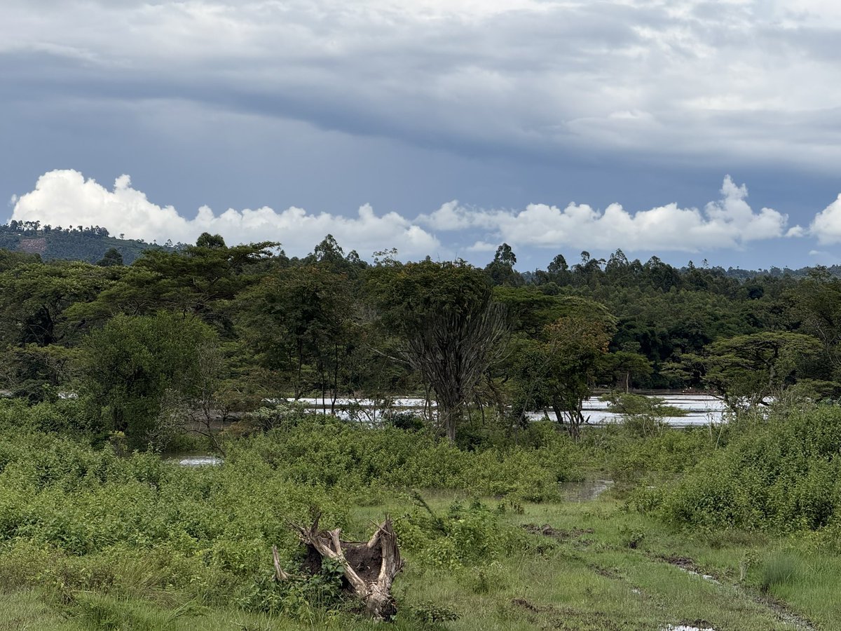 Nelson Havi SC tweet media