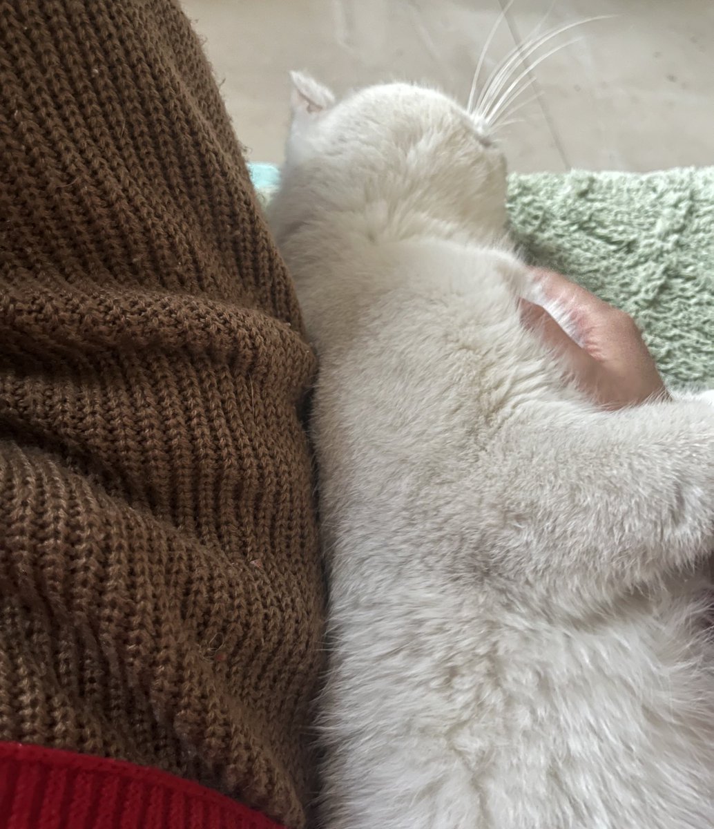 Kittty C tweet media