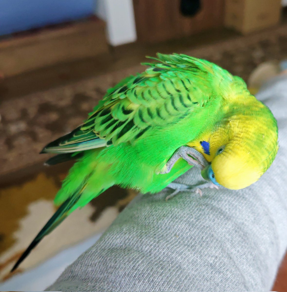 あんよお手入れ中🐥
#セキセイインコ