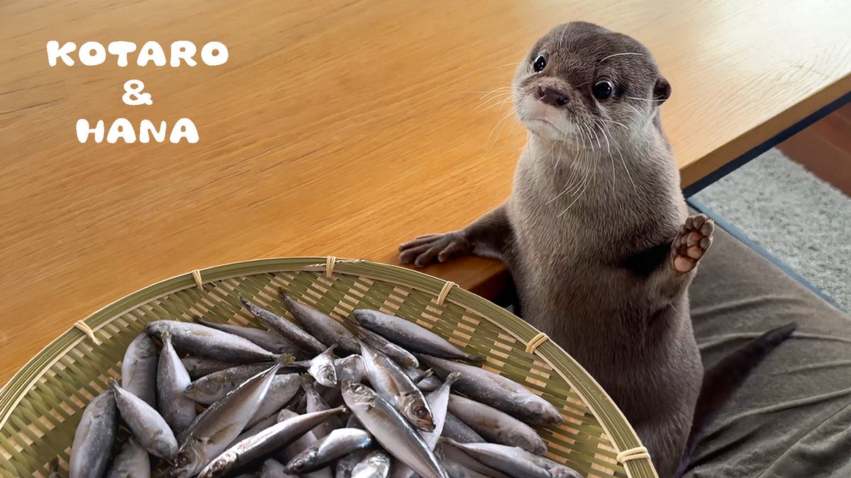カワウソ コタロー&ハナ Otter Kotaro&Hana tweet media