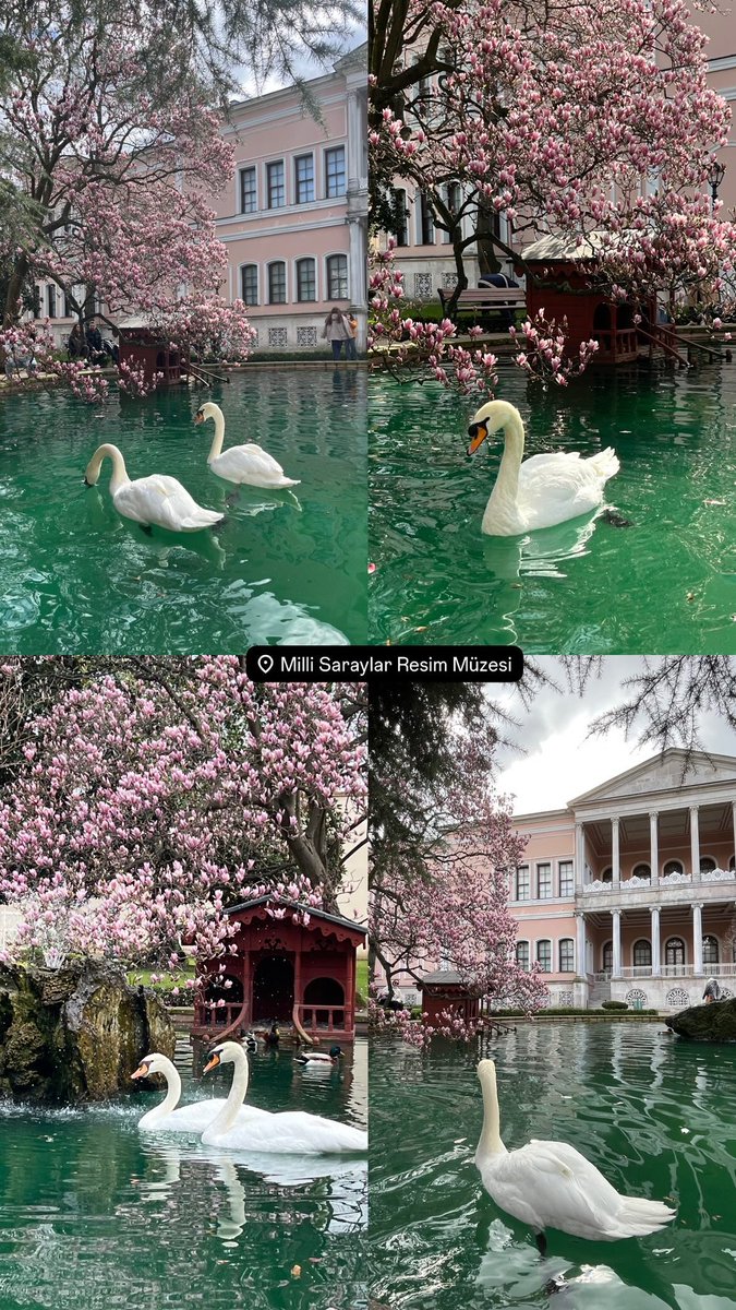 sufigenn's tweet photo. #istanbul #cumartesi #manolya #magnolia #NatureLovers #flowers #NaturePhotography #resimmuzesi https://t.co/PRwmGDsPiZ