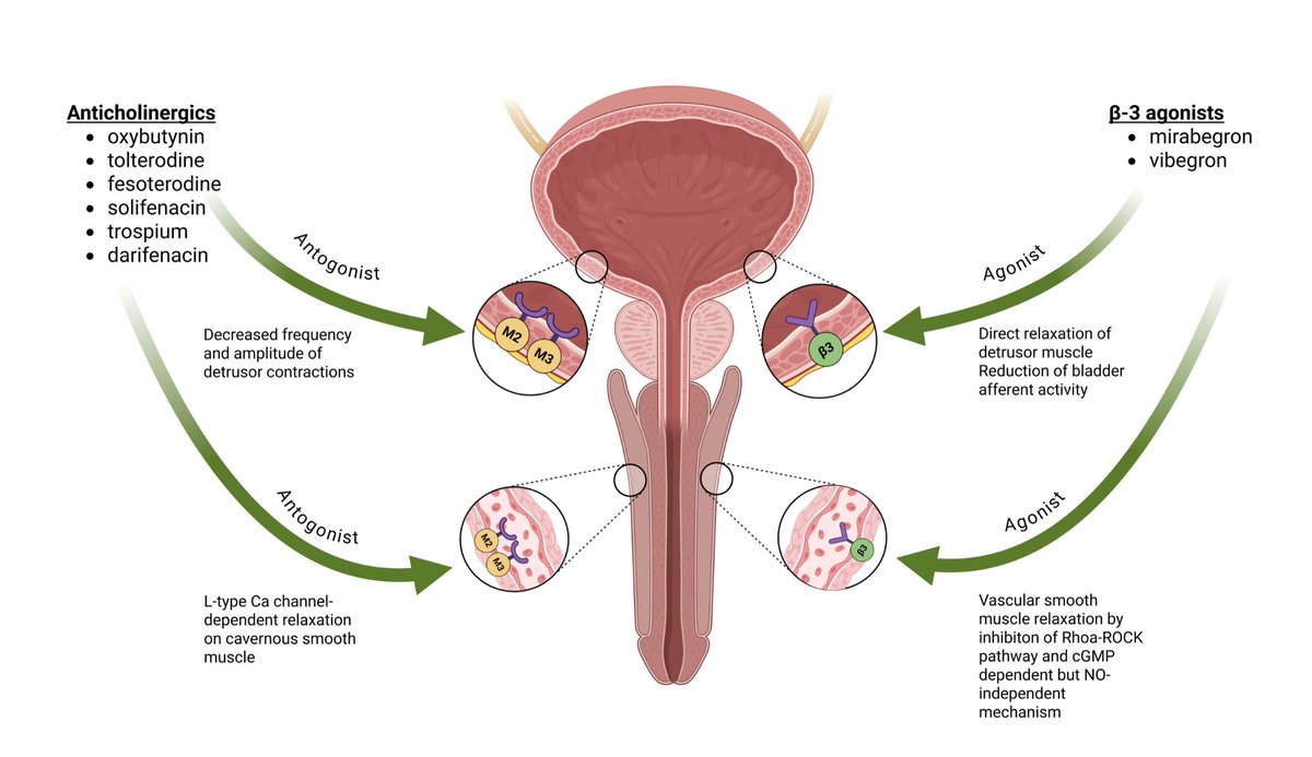 Selman Unal, MD FEBU FECSM tweet media