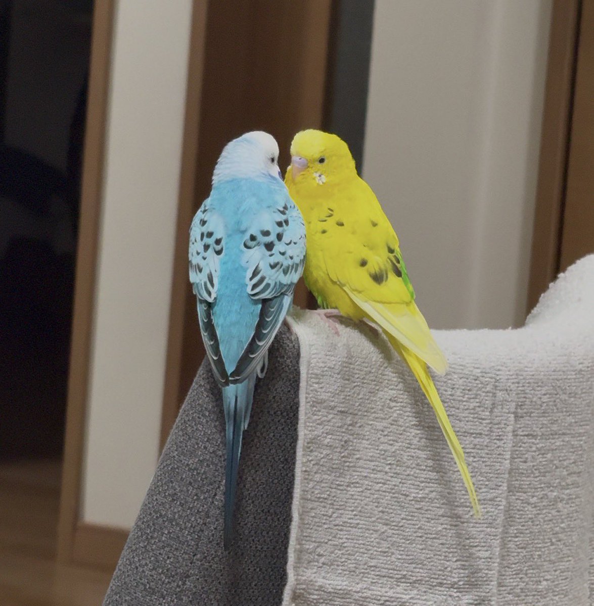kunose9821's tweet photo. おじいちゃんと孫

それくらい歳離れてるけどたまにこうやって一緒にいる🦜 https://t.co/8kzfXWEjZE
