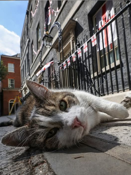 Elizabeth Radcliffe and Boots the Cat tweet media