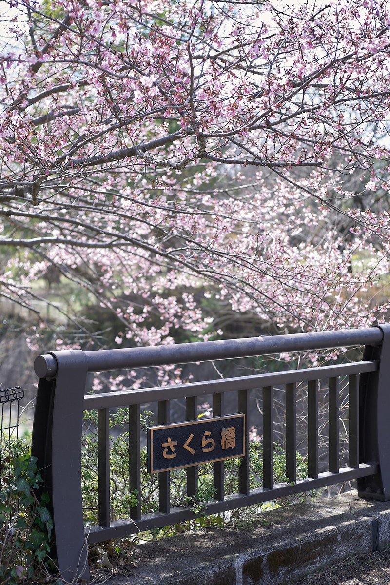 nyachimog's tweet photo. 昭和記念公園の桜、まだちょっと早いかも。
#写真好きな人と繋がりたい #ファインダー越しの私の世界 #キリトリセカイ #スナップ #お写ん歩 #snap #snapphoto #キヤノン #canon #eos1d #eos1d初代 #ef50mmf18stm #昭和記念公園 #桜 #サクラ #シュゼンジカンザクラ #カンヒザクラ #さくら橋 https://t.co/xLac0WZG2w