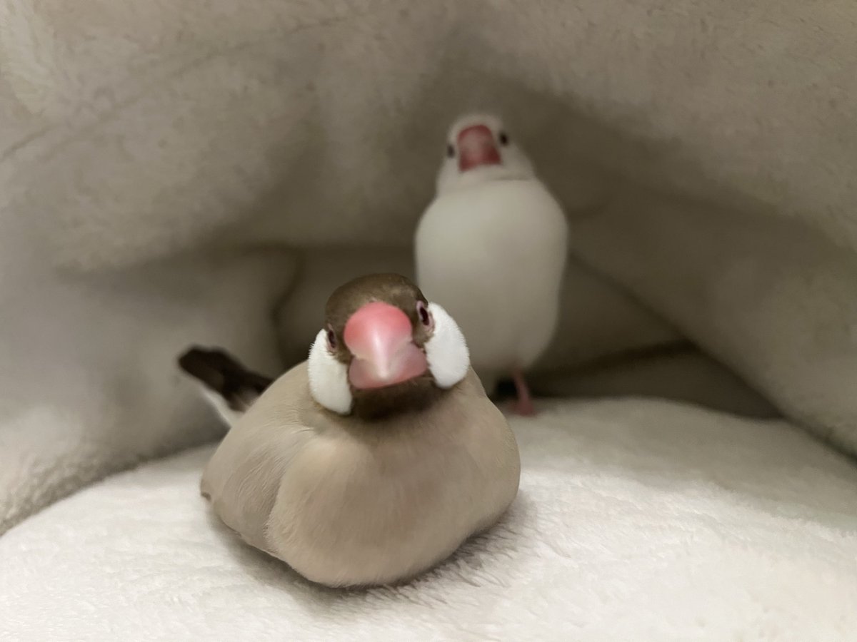 たかはら tweet media