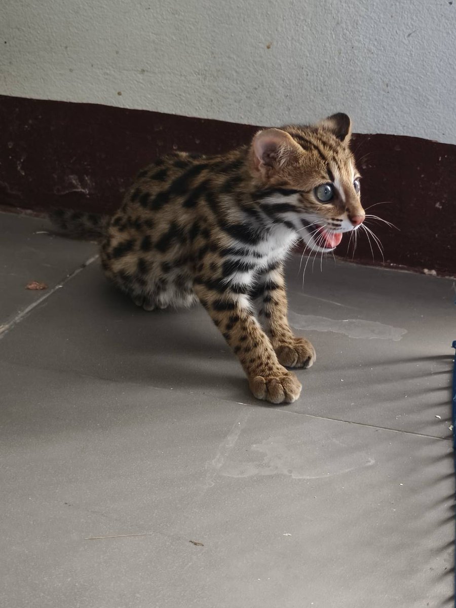 อัปเดตสมาชิกใหม่คลินิกสัตว์ป่า! สบอ.12 (นครสวรรค์) 🐾 ลูกแมวดาว 2 ตัวจิ๋วแต่แจ๋ว ว่องไวหวงตัวสุดๆ ส่วนแก๊งนกเค้ากู่ 4 ตัวก็นั่งตาแป๋วรอวันคืนสู่ป่า 🦉 สู้ๆ นะเด็กๆ 
​#สัตว์ป่าพลัดหลง #สายด่วน1362ตลอด  #คลินิกสัตว์ป่า #แมวดาว #นกเค้ากู่