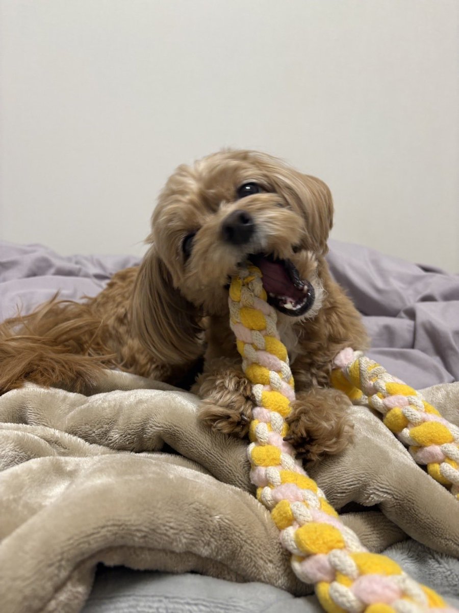 パキネ近藤 tweet media