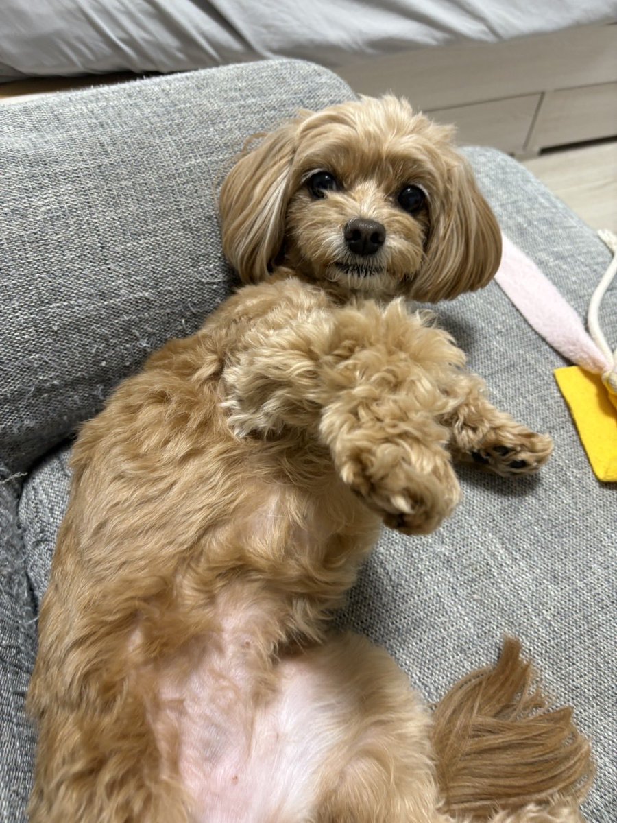 パキネ近藤 tweet media