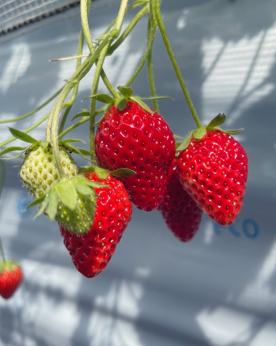 母親を連れていちご狩りに行ってきた〜甘くて美味しかった L( ^ω^ )┘└( ^ω^ )」