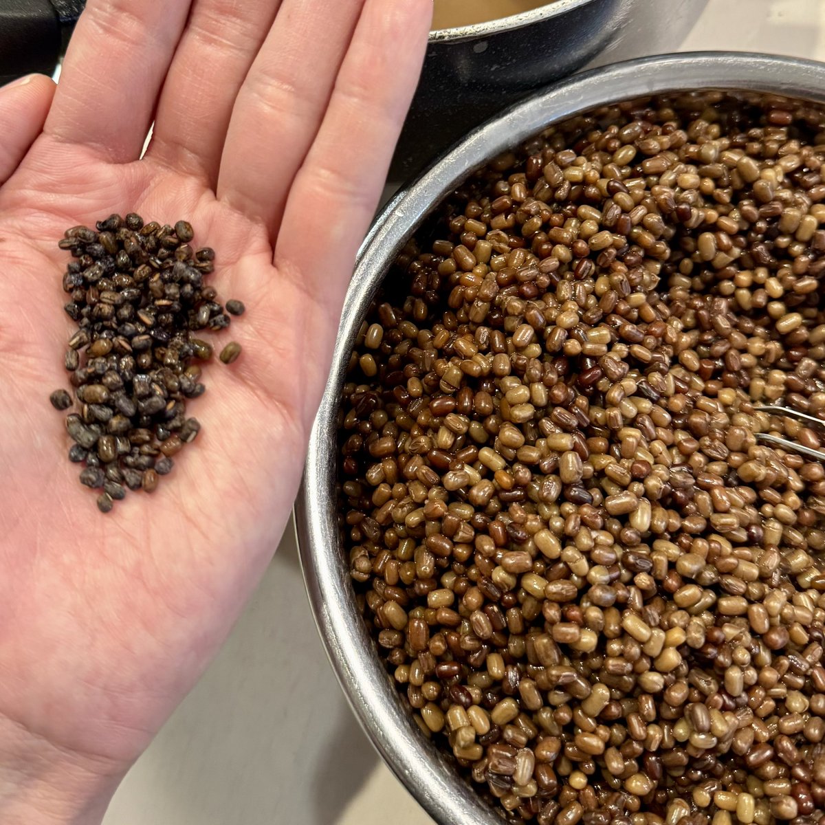 野草研究所 tweet media