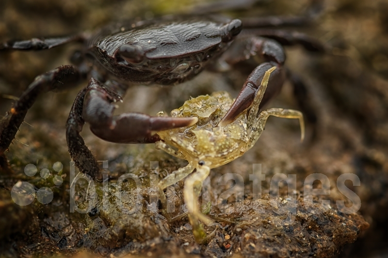 Col·legi de Biòlegs de Catalunya tweet media