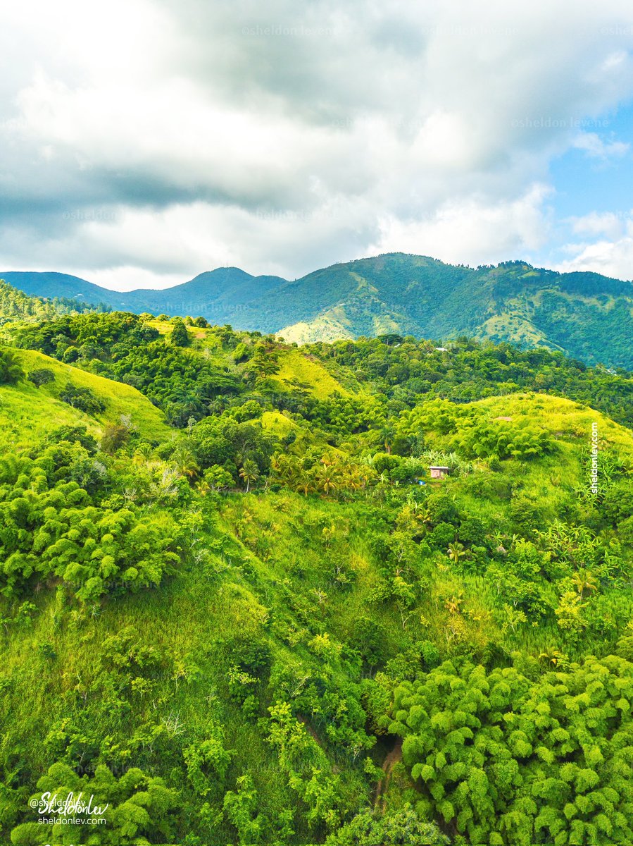 Sheldon Levene tweet media