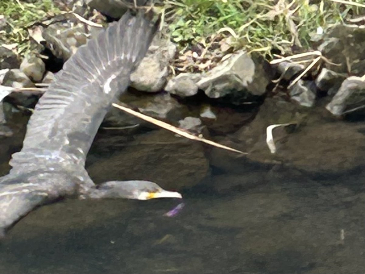 写真は同一個体なんだけど、この鳥は何さんですかね？近くの川で、この冬から見かけるようになったんだけど。

#厚木の野鳥