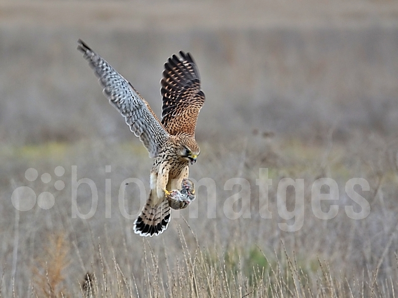 Col·legi de Biòlegs de Catalunya tweet media