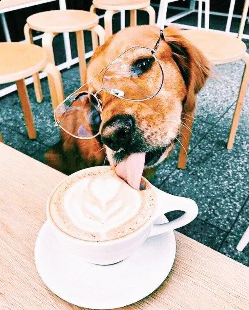 OldDogStudio tweet media