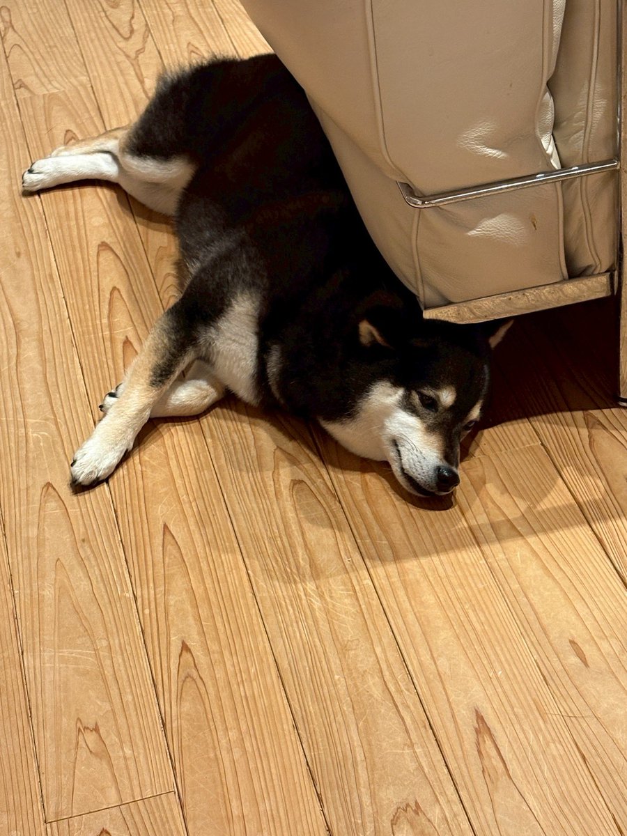 すこーしだけ、もぐりこんで寝る。

#黒柴　#柴犬