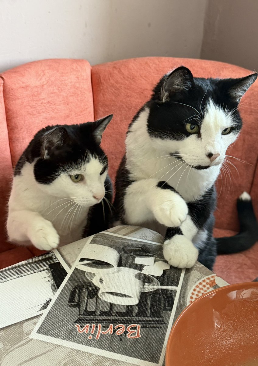 Bakuramaus Pieps tweet media