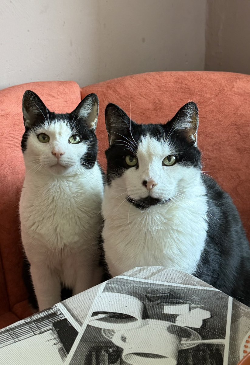 Bakuramaus Pieps tweet media