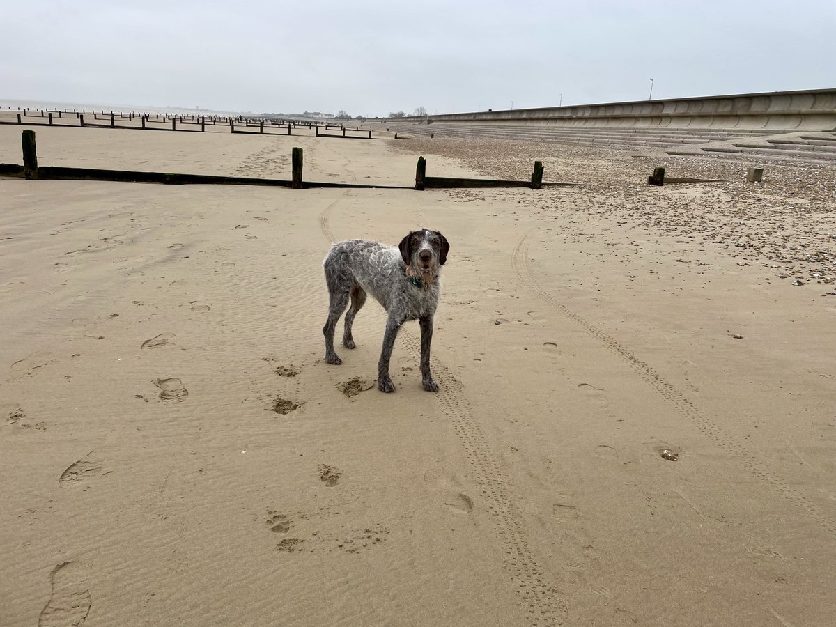 Boo #SaltySeaDog tweet media