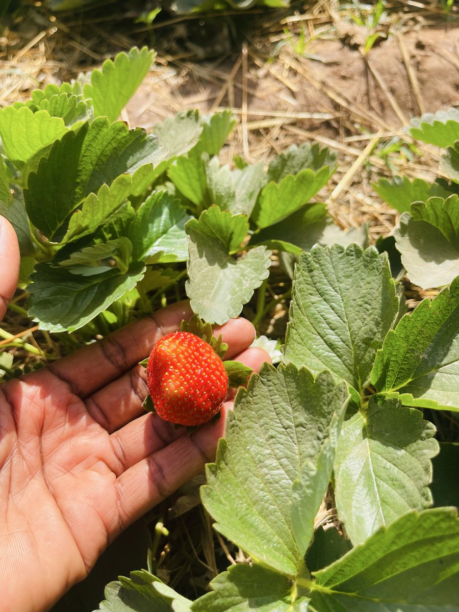 sere_aida's tweet photo. La saison des fraises bat son plein depuis quelques mois. La fraise est un fruit aussi délicieux que nutritif. Et vous, comment aimez-vous consommer la fraise ?
Nature, en jus, en dessert ou autrement ?
@malika_esther @TiemtoreFarida @BicabaJunior @HuguFlavieNARE https://t.co/78jivMt5Pf