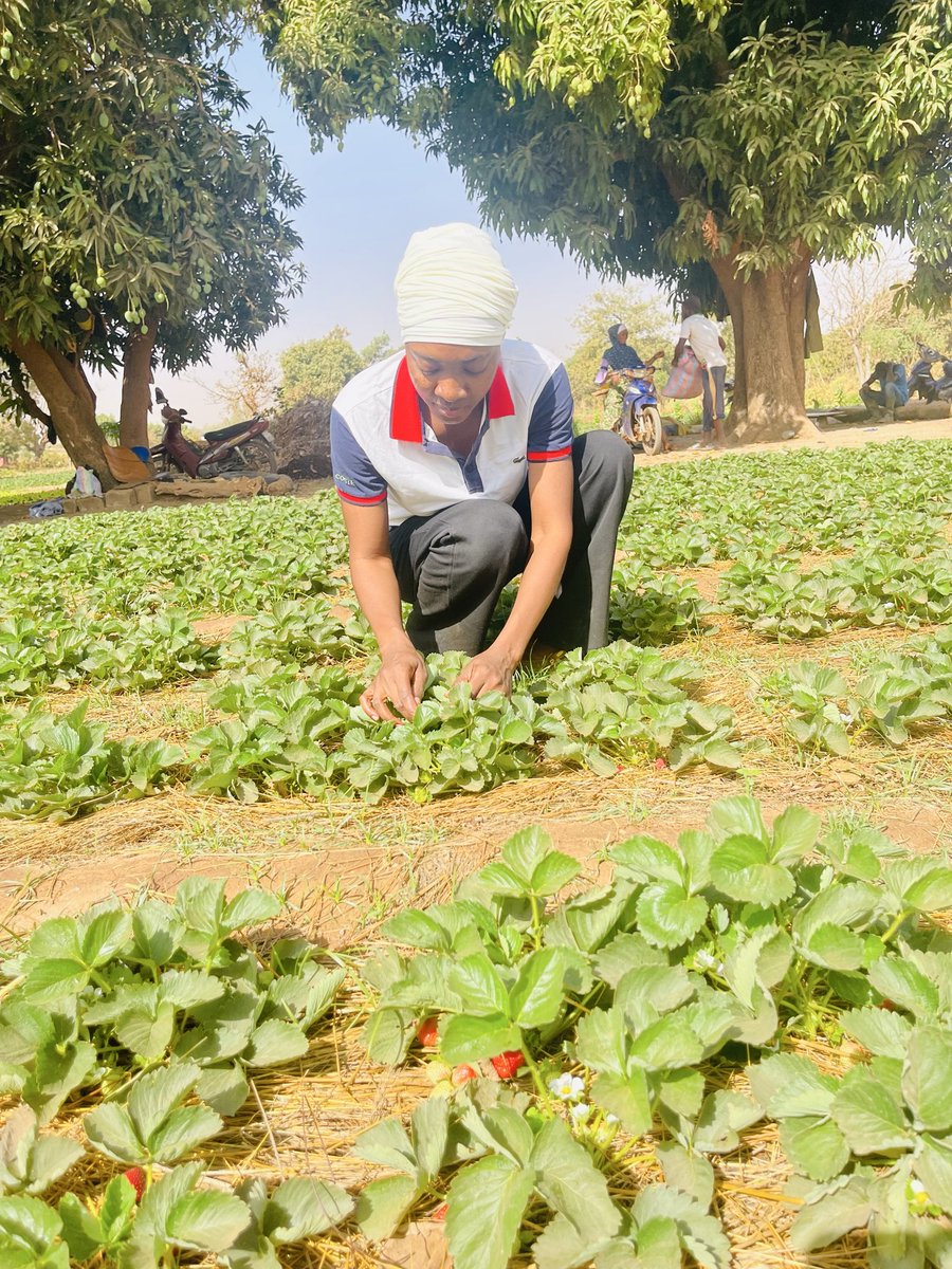 sere_aida's tweet photo. La saison des fraises bat son plein depuis quelques mois. La fraise est un fruit aussi délicieux que nutritif. Et vous, comment aimez-vous consommer la fraise ?
Nature, en jus, en dessert ou autrement ?
@malika_esther @TiemtoreFarida @BicabaJunior @HuguFlavieNARE https://t.co/78jivMt5Pf