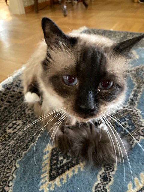 PiaCCourtenay's tweet image. It’s #Caturday  - time for a #ragdoll pic! 😁