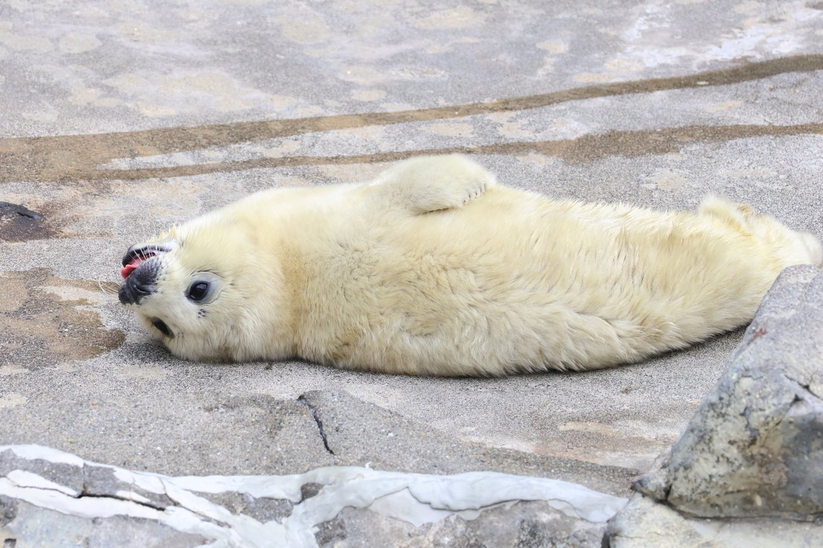 急遽決めた弾丸うみたまごでしたが、行って良かったです。
#うみたまご 
#ゴマフアザラシ
#とまと仔