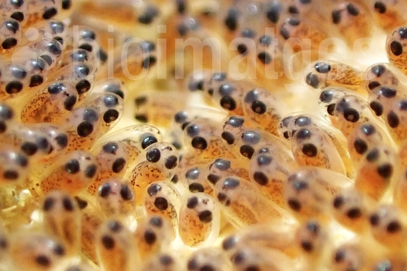 Col·legi de Biòlegs de Catalunya tweet media