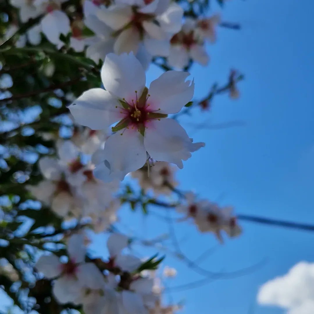 LaGraja's tweet photo. Parece que la primavera se ha adelantado en #Chinchón 😍
Almendros en flor 🌸

📷 Luis Miguel Gómez https://t.co/OYltZbOyFr